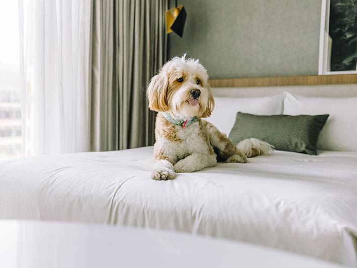 BIENVENUE AUX ANIMAUX